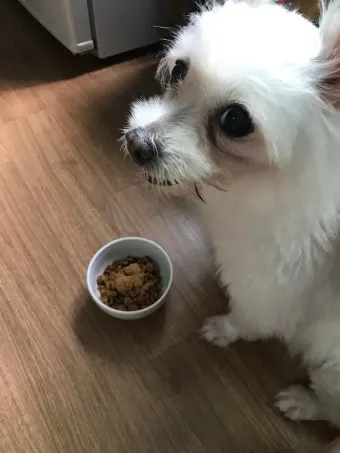 노령견 신부전2기 자연식 화식 레시피 건강식_2