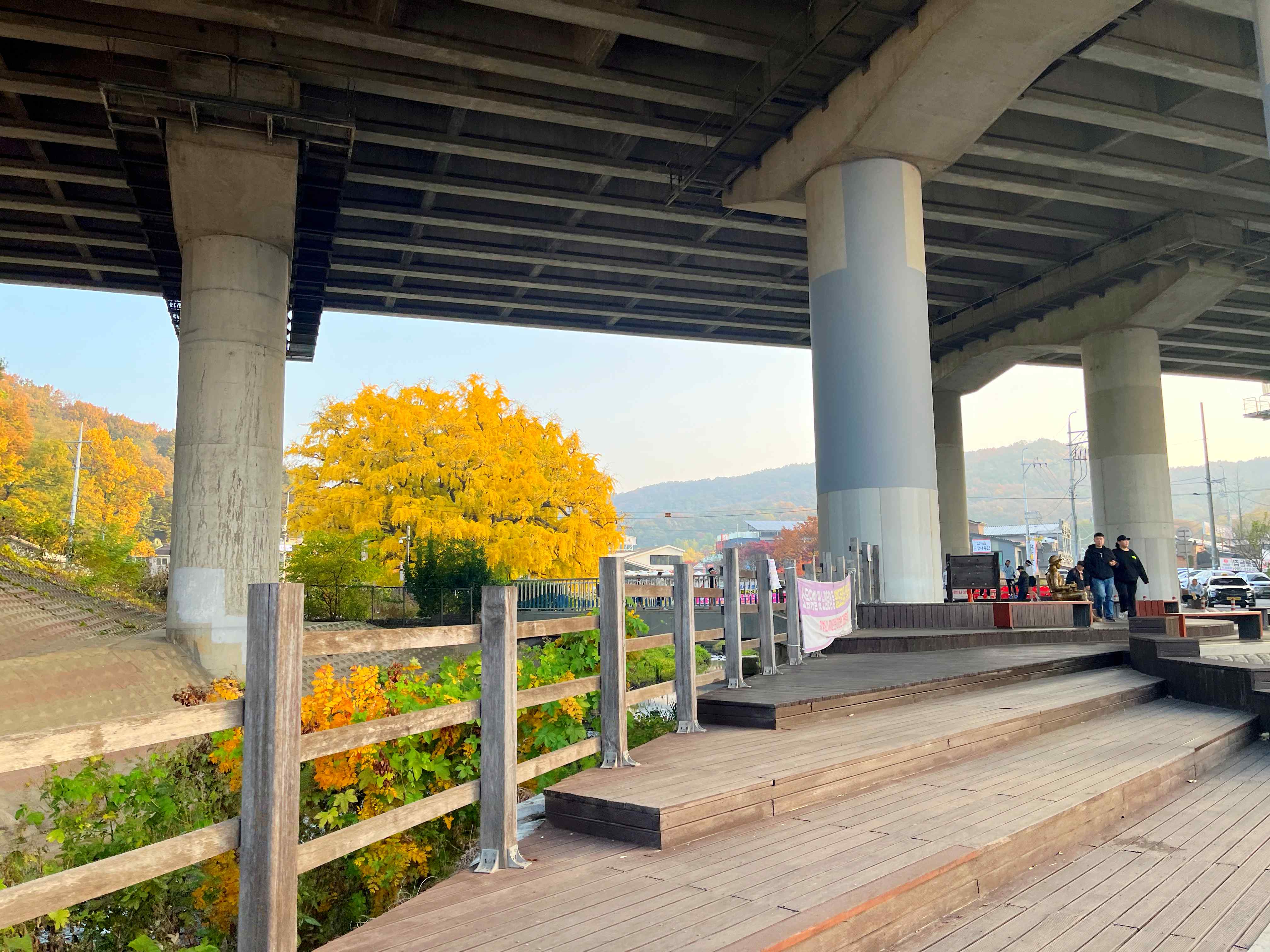 장수동 은행나무