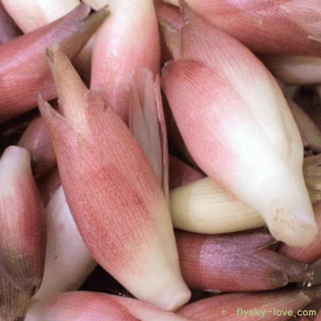 혈액순환에 좋은 고급 향신 채소 양하