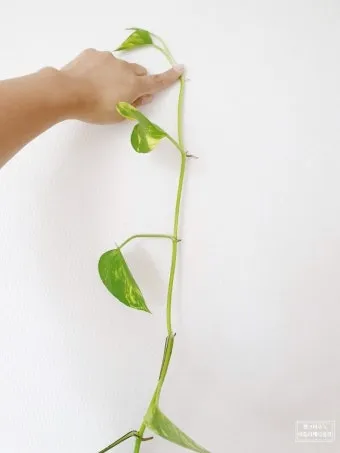 가지치기 요령 도구소독 새순유도 수형잡기 건강하게 키우기_14