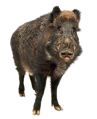 이화여대 멧돼지 출몰 (영상) &amp;#124; 대처 방법 긴급 상황