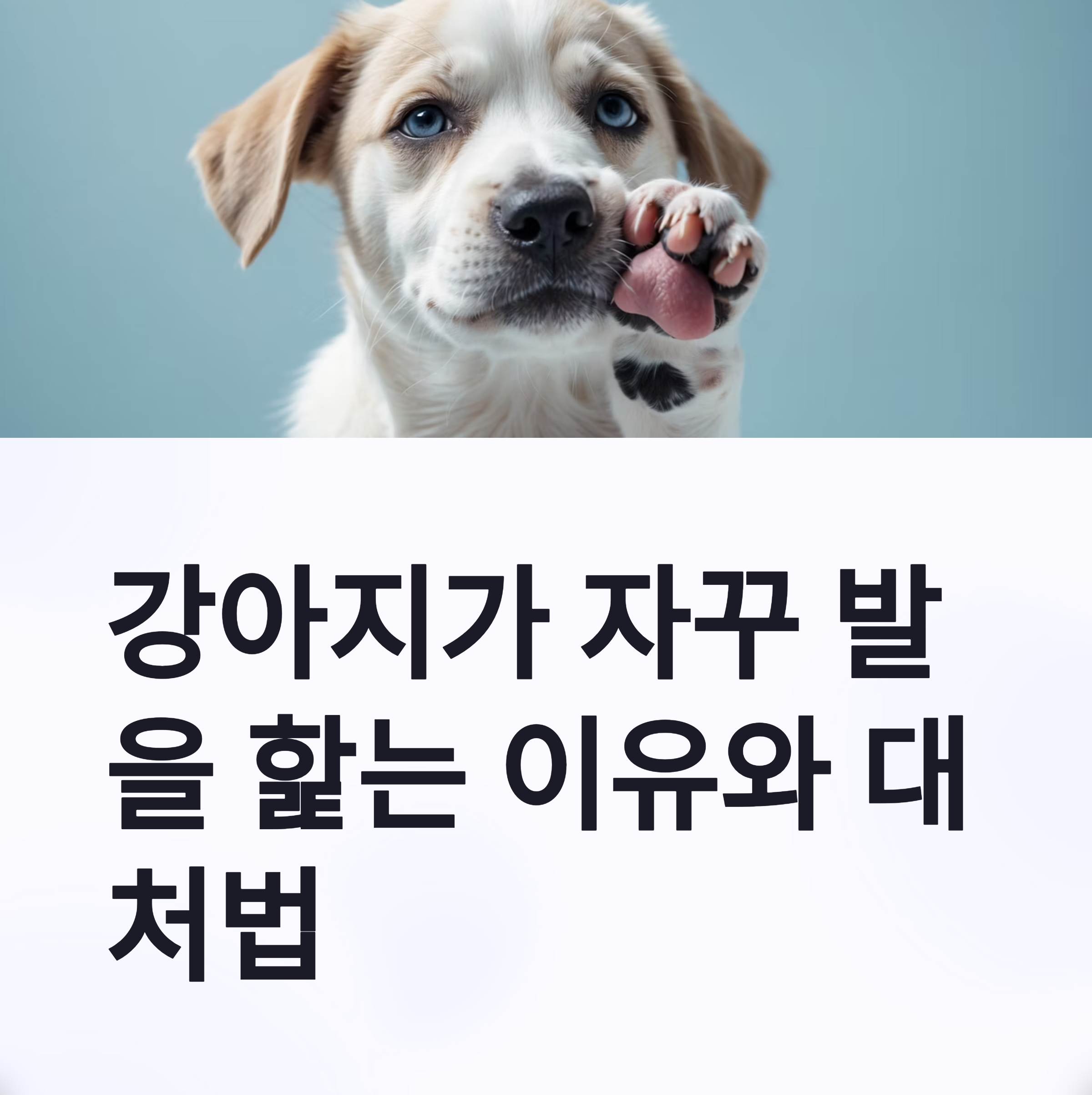 강아지가 자꾸 발을 핥는 이유는? 질병 신호일까?