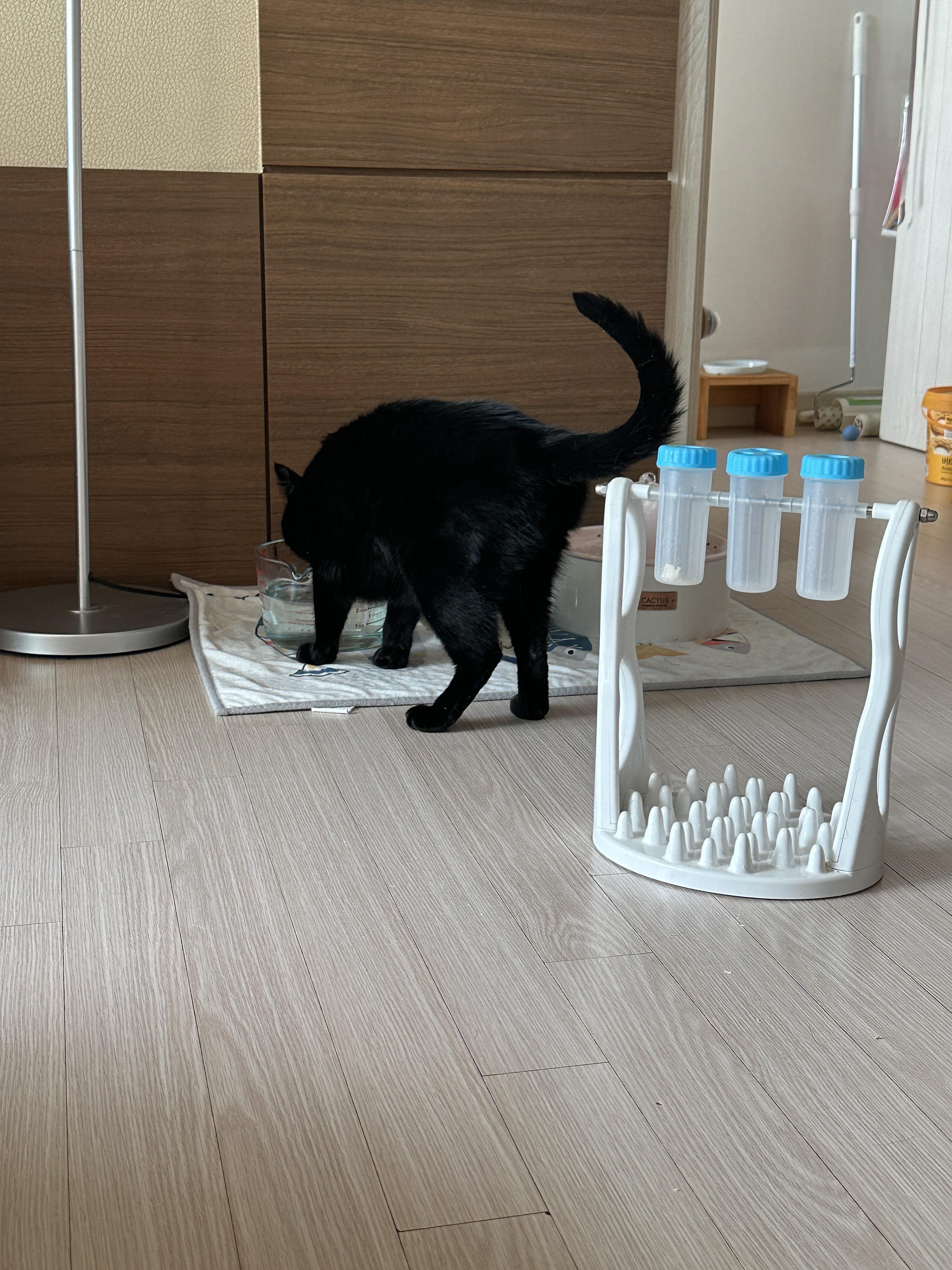 우리집 똑똑한 고양이 건이와 먹보 사랑이 (feat. 똑똑한 고양이를 둔 다묘집사의 고민)