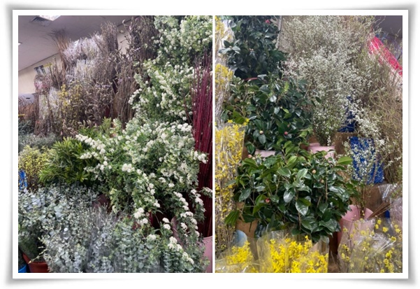 &quot;설유화&quot; 눈꽃보다 아름다운 꽃, 봄을 깨우는 순백의 기적!