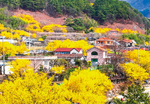 구례 산수유축제