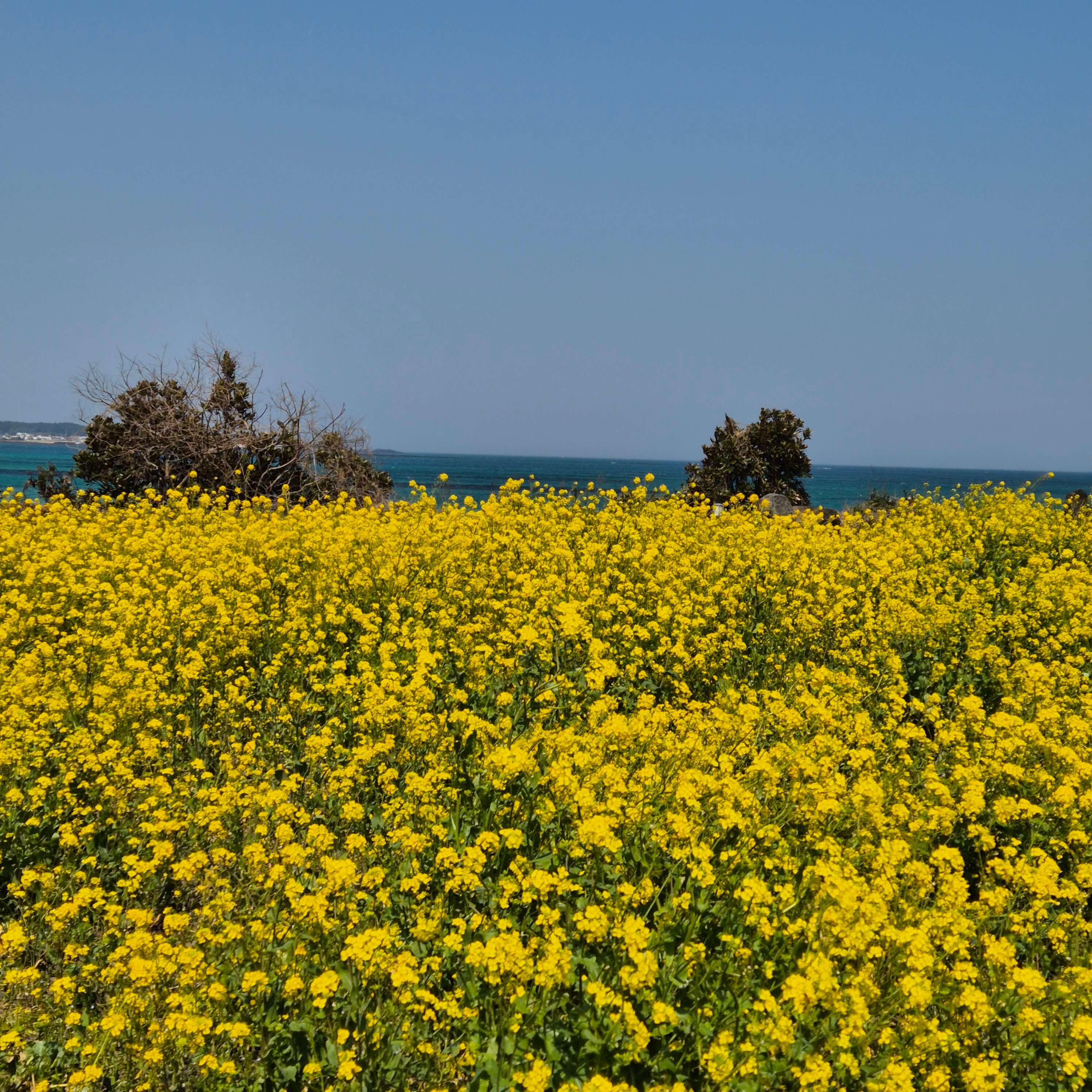 다발성 경화증 증상