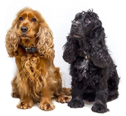 English Cocker Spaniel