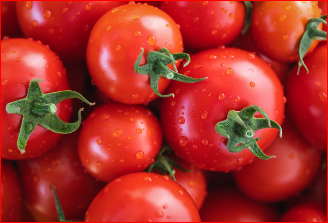 2024 율봄식물원 토마토 시즌 체험 축제 수확체험 예약하기