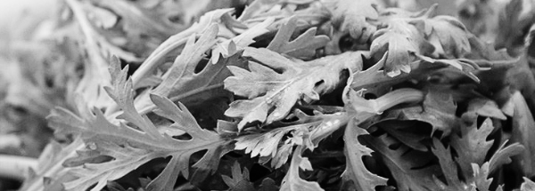 쌈채소 종류 6: 쑥갓