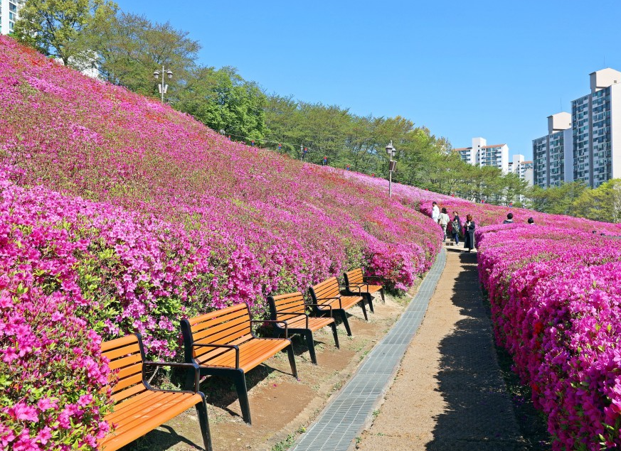 군포 철쭉축제.일정.가는길.주차장.2023년안내