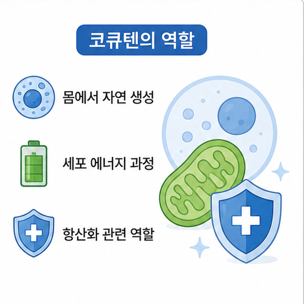 코큐텐이 몸에서 자연적으로 생성되고 세포 에너지 과정과 항산화에 관여함을 설명한 이미지