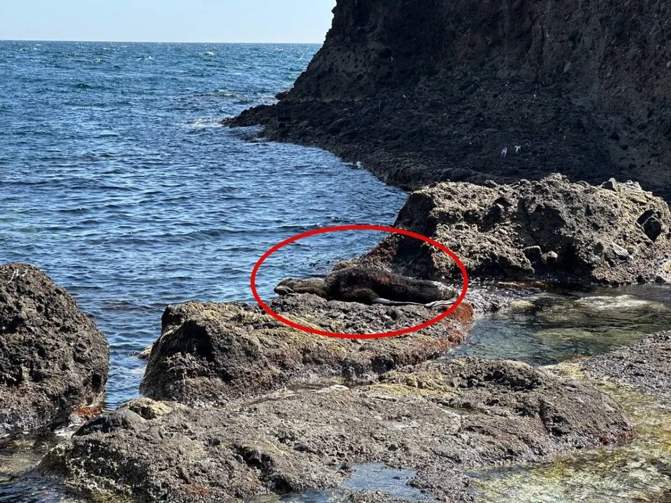 독도 배편 예약 시간표 요금 예매_9