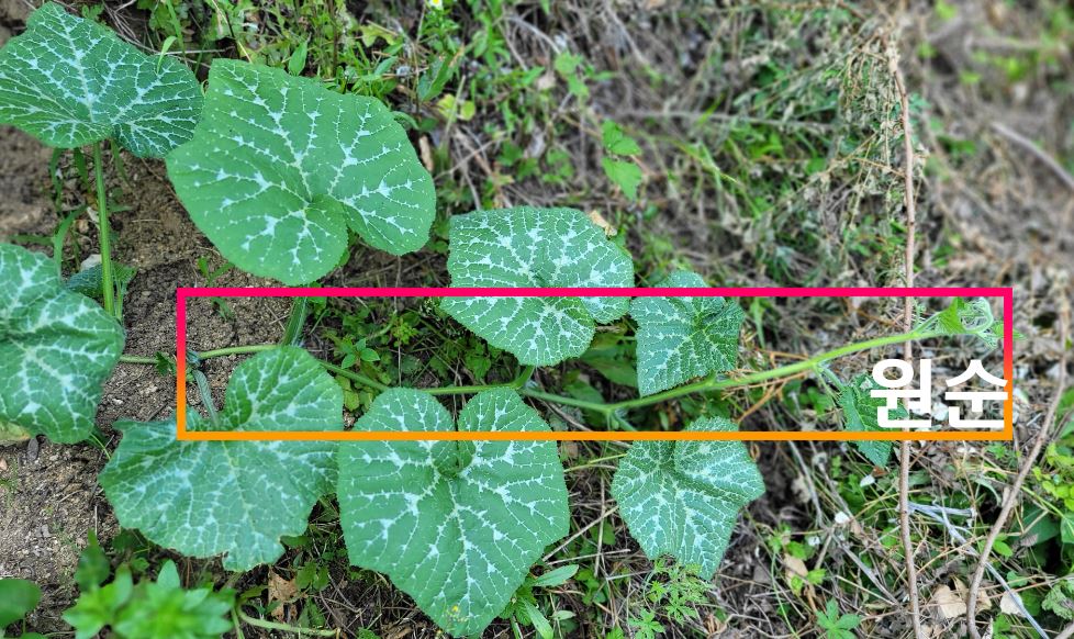 자라나고 있는 호박원순 모습