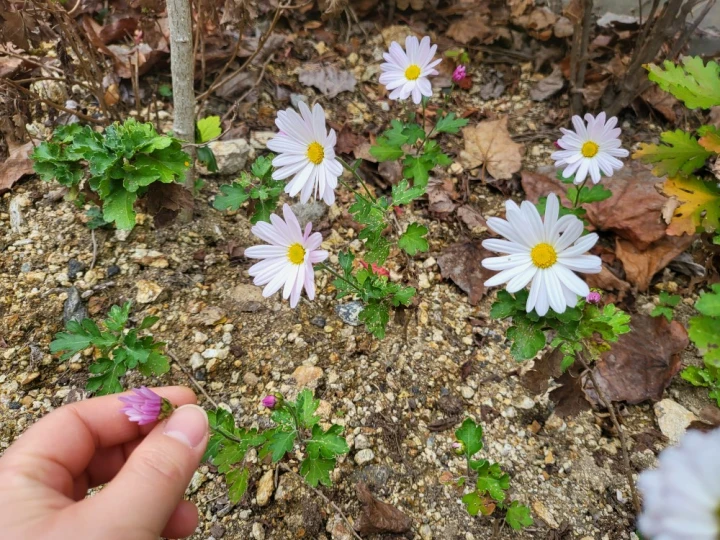 삽목한-구절초-꽃