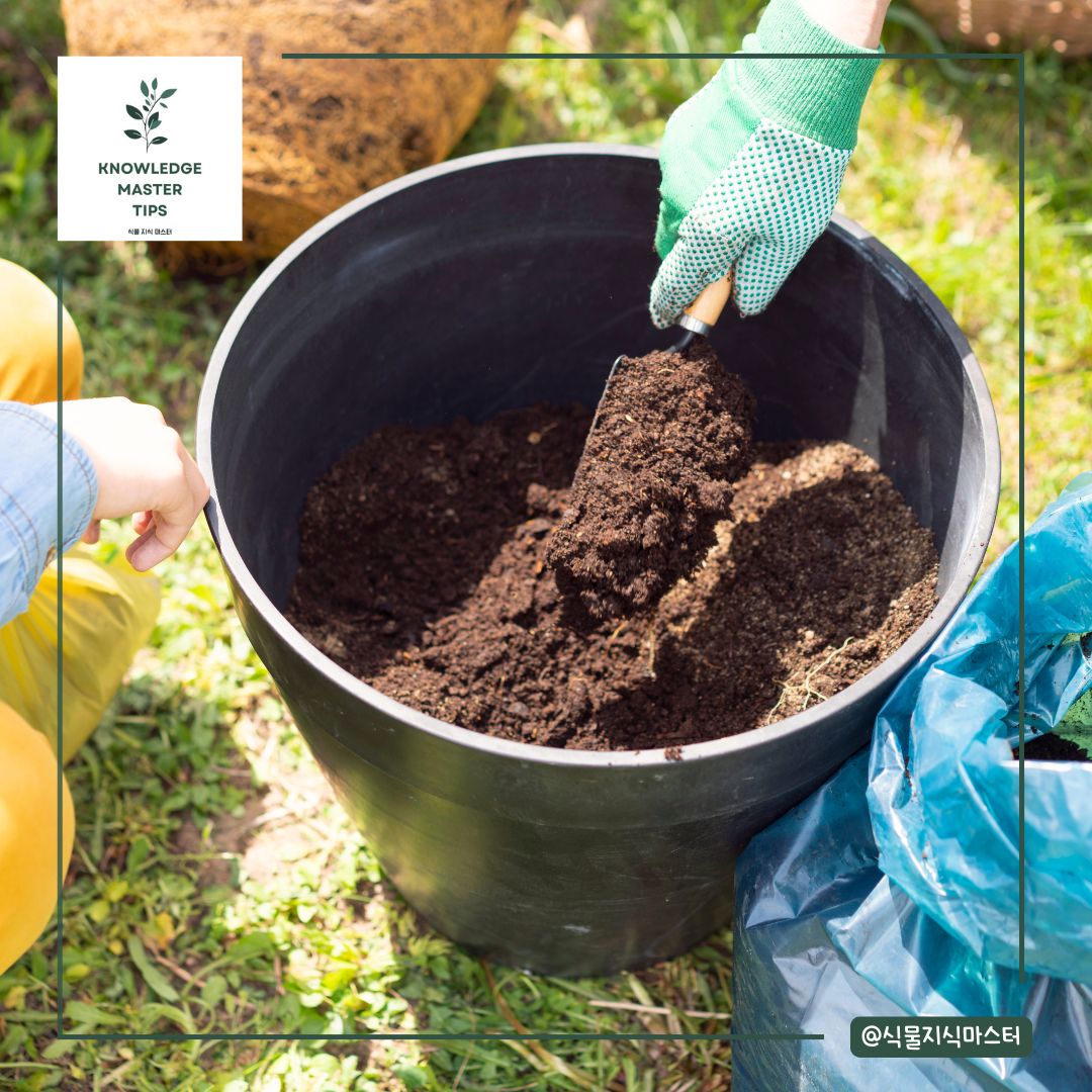 행운목 분갈이 방법: 단계별 가이드