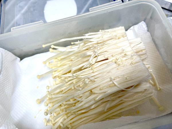 버섯 보관 방법