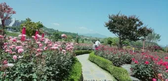 2025 삼척 장미공원 장미축제 일정 주차 볼거리_19