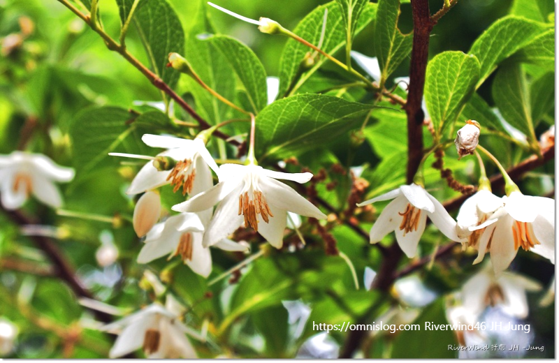 때죽나무,매마등 ,買麻藤),스노벨 트리 ,Snowbell tree.