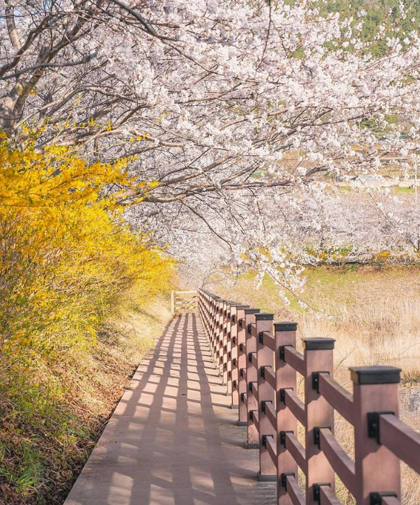 2025 벚꽃 개화시기