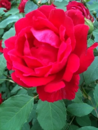 6월 날짜별인사말 최신판 총정리_7