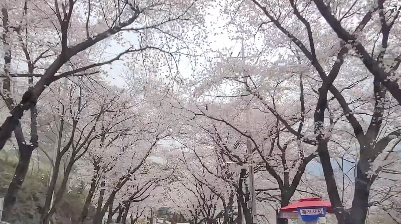 하동-화개-십리벚꽃길