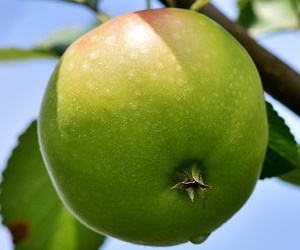 밤에 먹는 사과 부작용