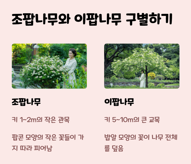 조팝나무와 이팝나무