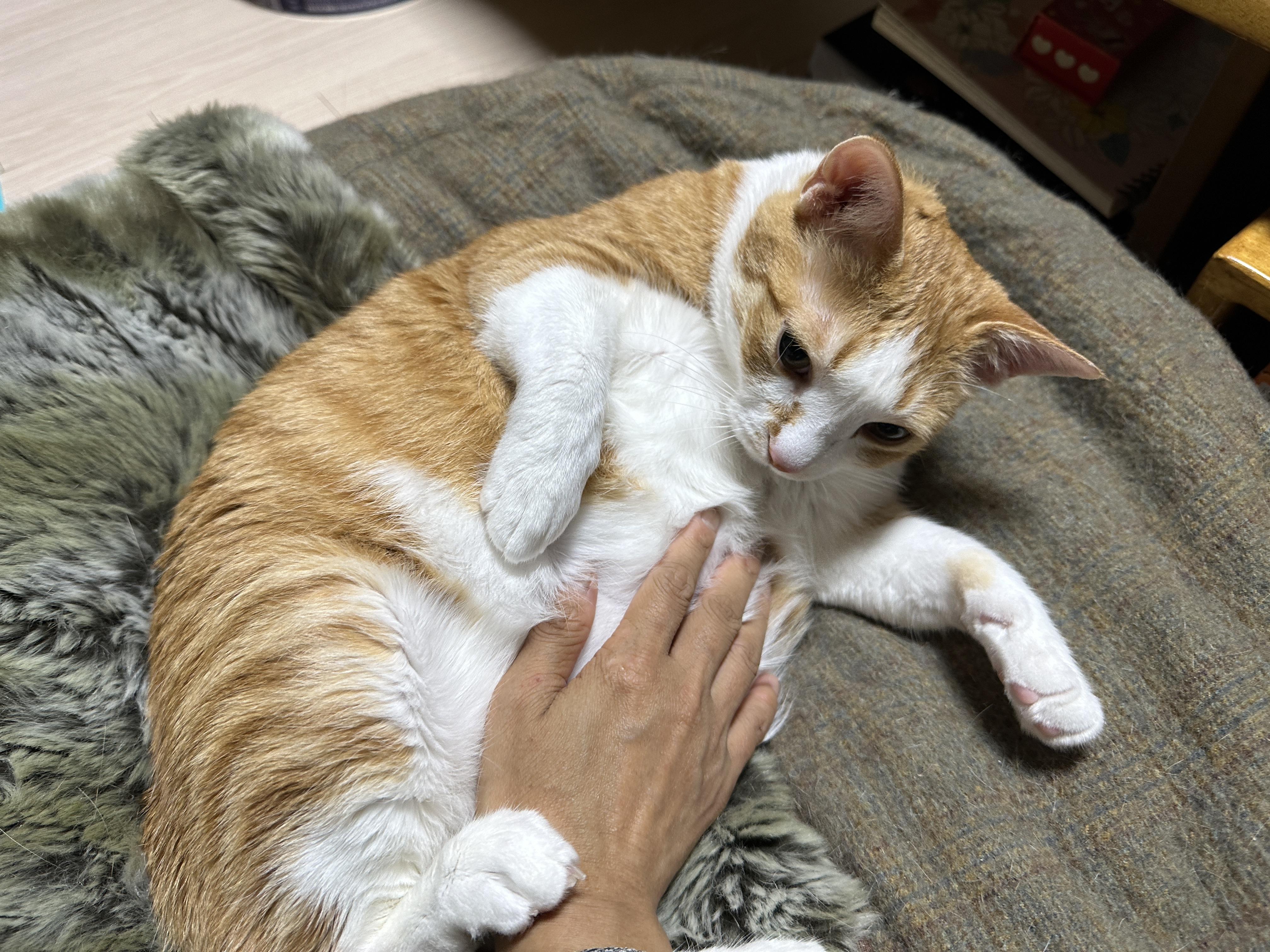 호야 배를 만졌더니 돌아온 것은...(feat. 그루밍 중독 치즈냥이 호야)