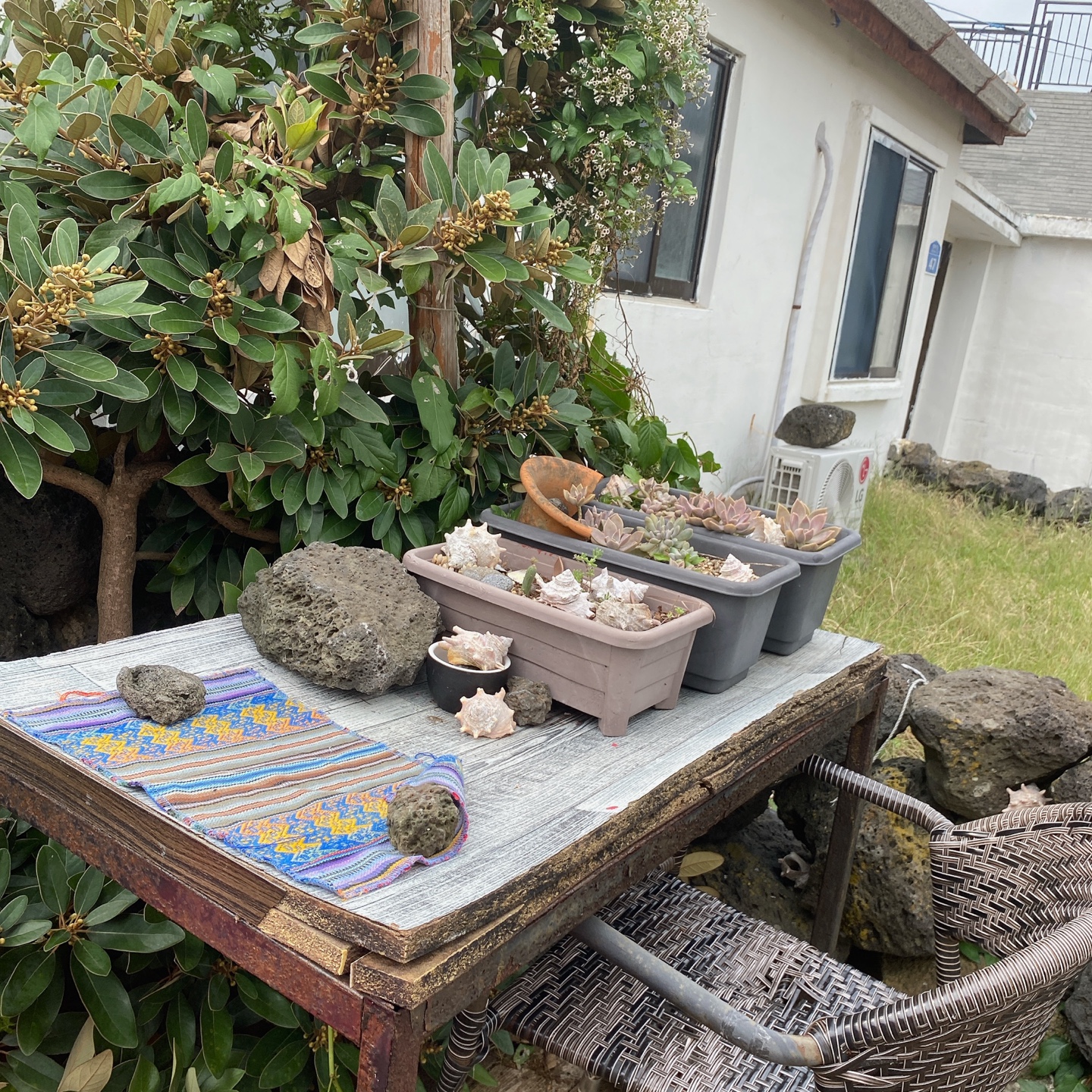 제주 한림 협재포구 협재해수욕장 카페 뚜이 cafe tui 주차 추천 리뷰 플랫화이트 뉴질랜드 고려대 카페