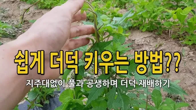 더덕 재배 그늘 재배 토심 확보 줄기 관리_9