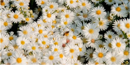 잘 안시들고 오래가는 국화 사진