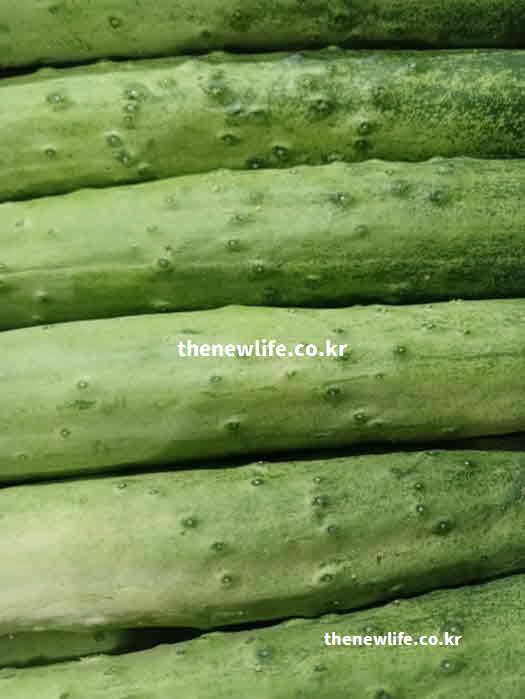 오이 효능 피부 미용 실리카 성분