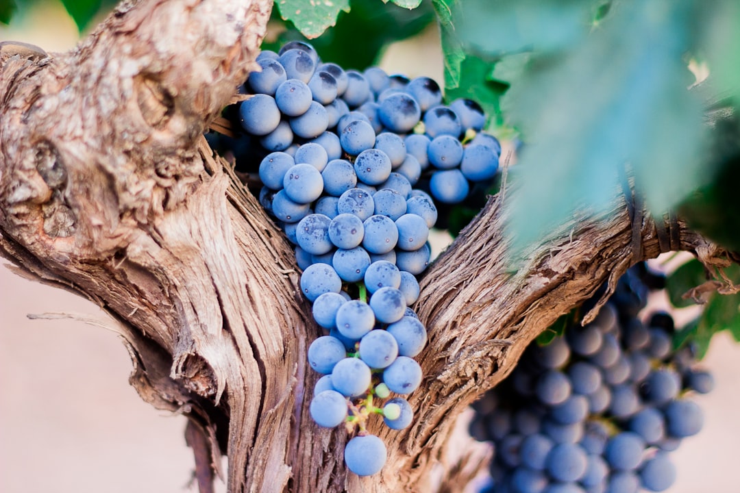 Grape