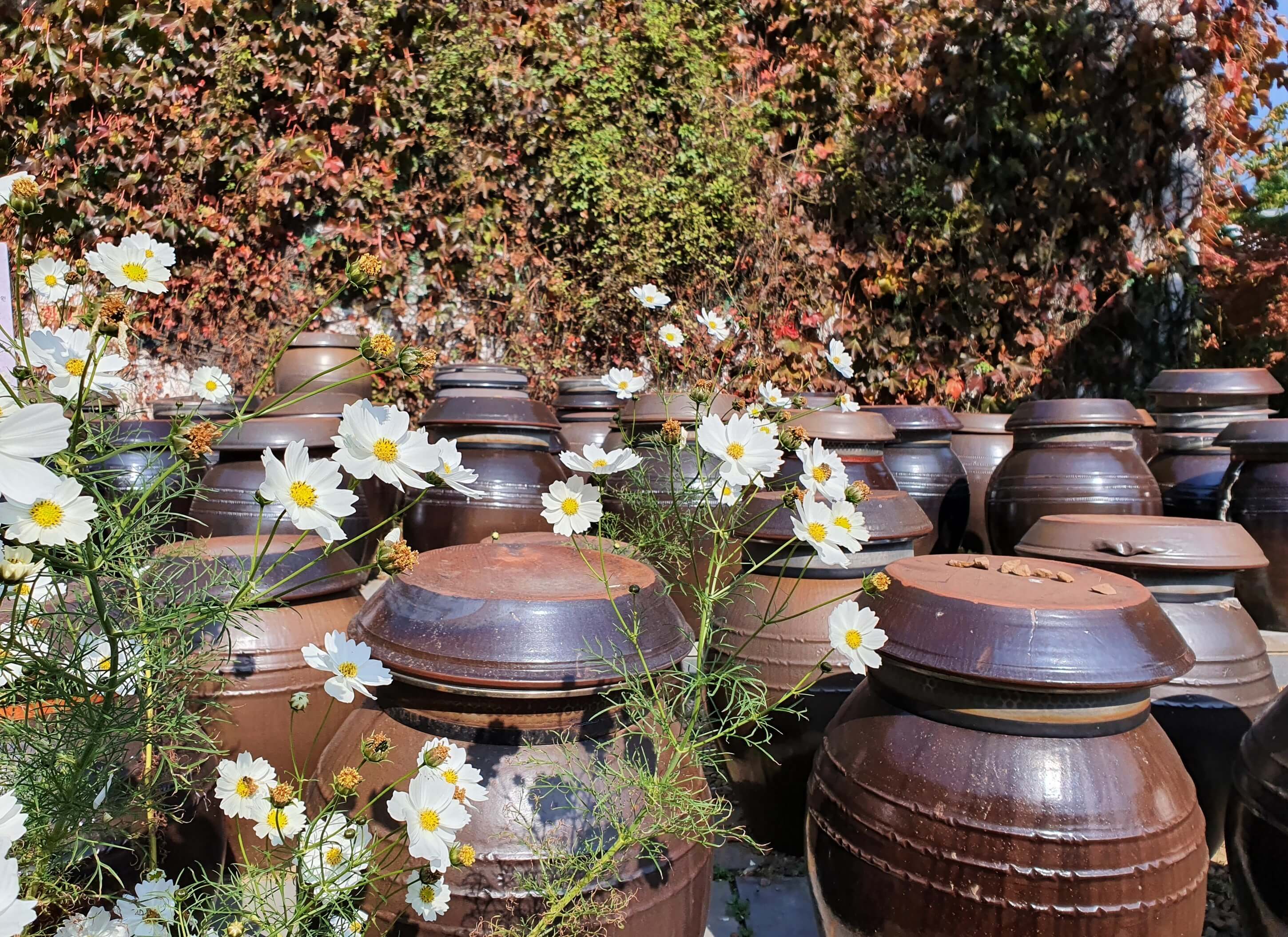 광주 율봄식물원 수국 축제
