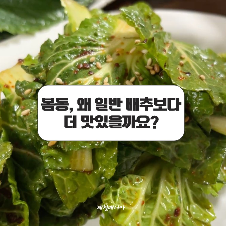 봄동