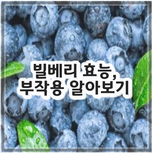 빌베리 효능, 부작용 알아보기