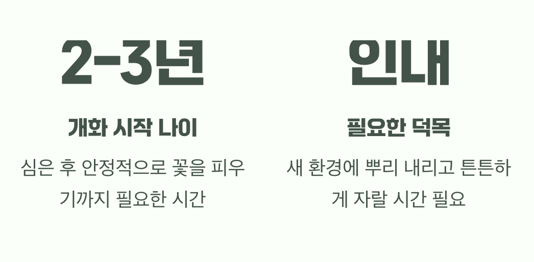 이유 4: 아직 꽃 필 나이가 아니에요