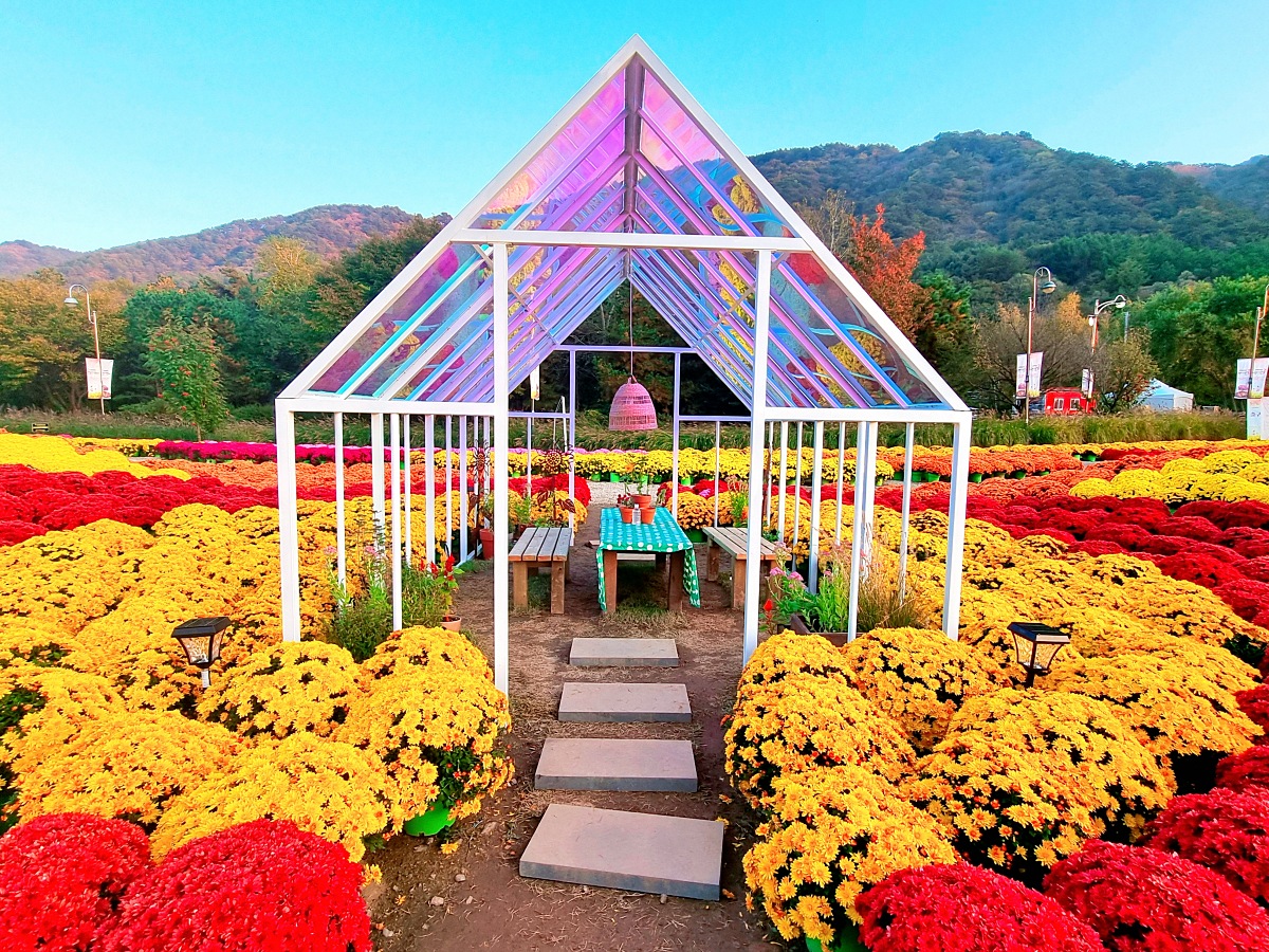 2024 강원도 인제 가을꽃 축제: 꽃길만 걷자 노을빛 국화 풍경, 단풍 후기 (10.17.)