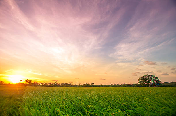 생분해성 전자 센서가 농업 환경에 미치는 긍정적 효과