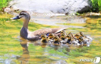 엄마-오리가-20여-마리의-새끼들을-리딩하면서-연못에서-평화롭게-수영하는-모습