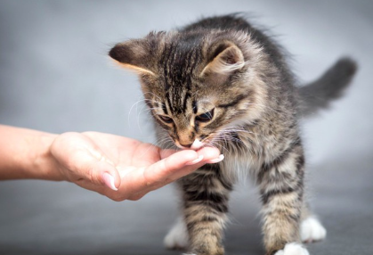 사람의 손과 고양이.