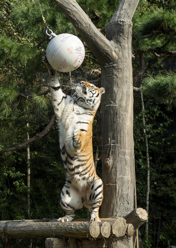 에버랜드 제휴카드 및 통신사 할인 혜택