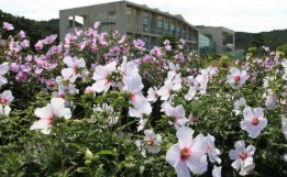 목원 목련축제(2025) 예약 및 여행코스 관련 사진