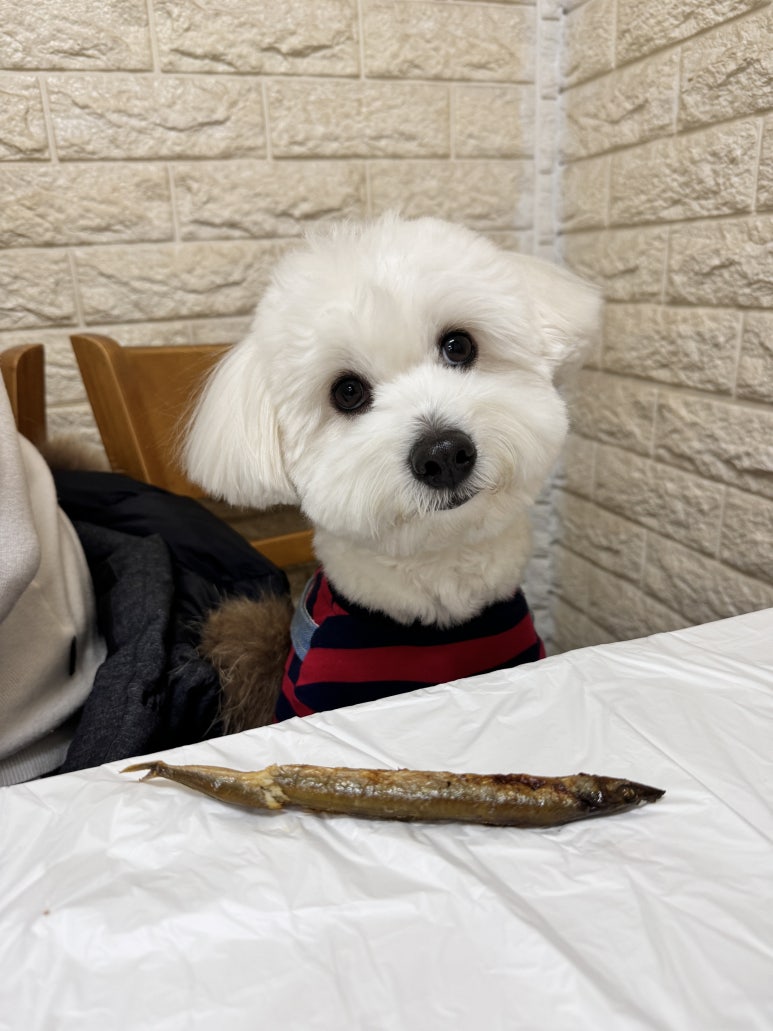 속초 무지개숯불생선구이