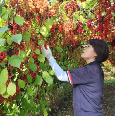 6시내고향 문경 오미자음료와 오미자김 문경미소 주문방법