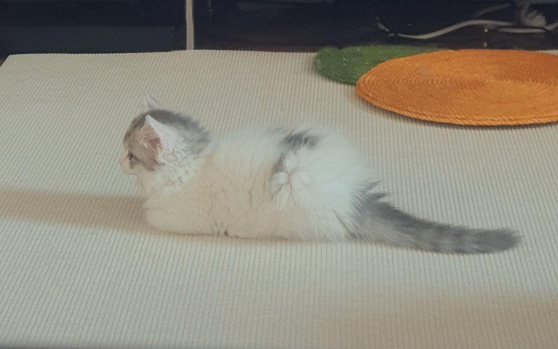 2022.02.11 쿵이의 기지개