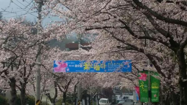 통영 벚꽃 축제 2025 봉숫골 꽃나들이