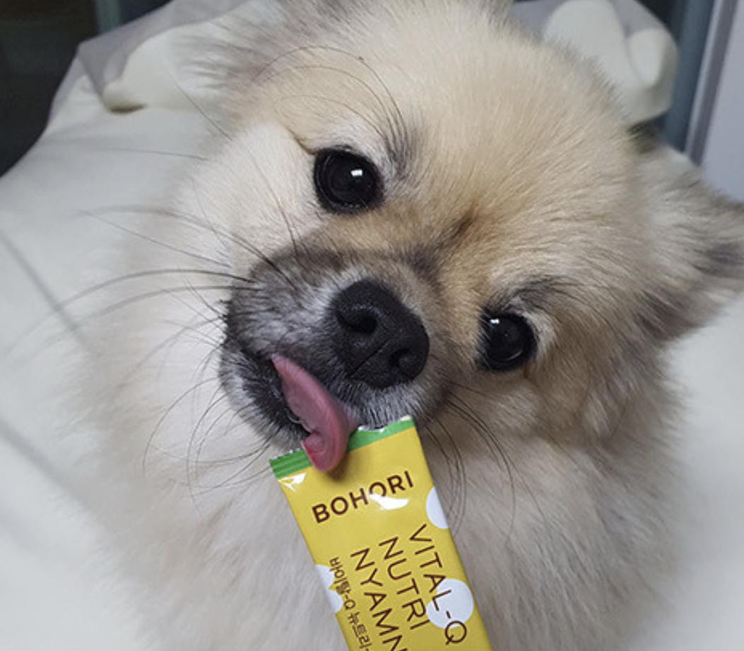 강아지 기관지협착증 완화에 도움되는 영양제 추천 내돈내산