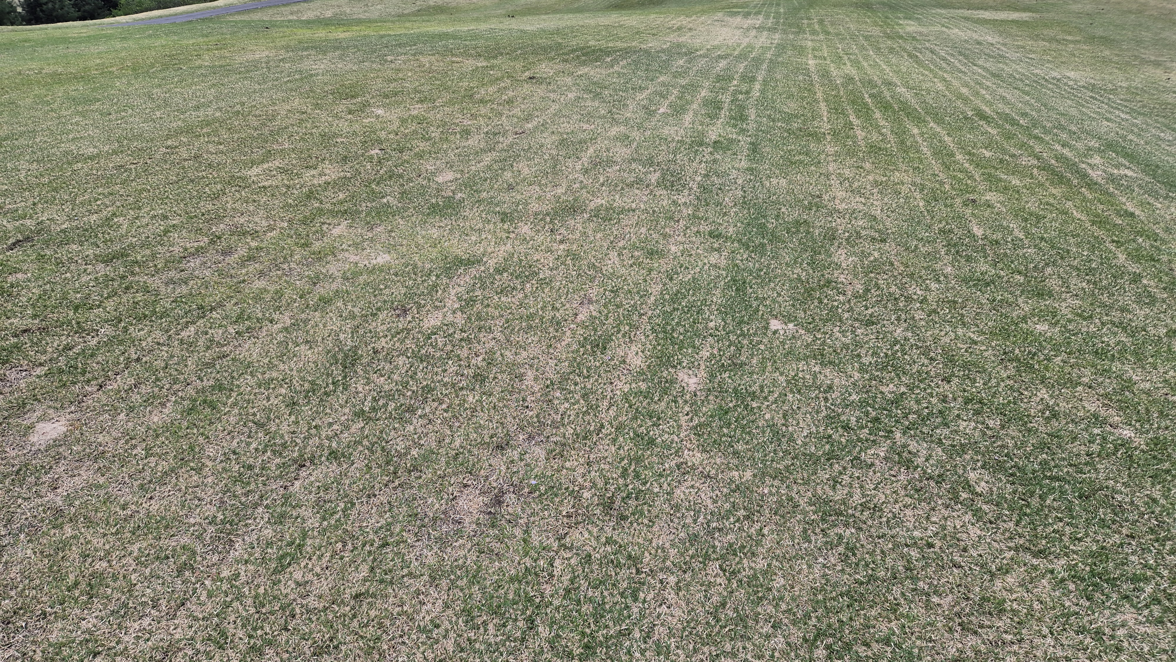 시그너스cc 코튼-라미 코스 관리 상태