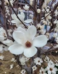 봄에 피는 흰 목련 꽃